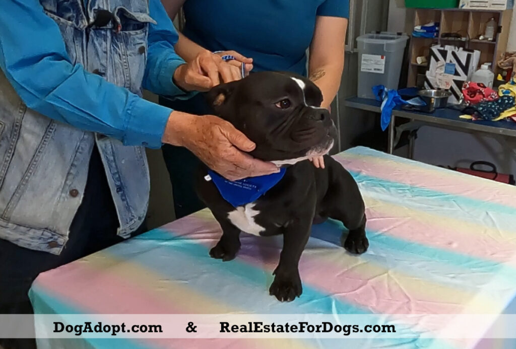 Dog Adopt and A Little Bully Dog Rescue